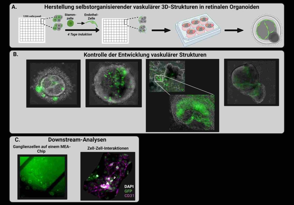 Experimentelles Design zur Veranschaulichung der Generation vaskularisierter 3D-Organoide aus humanen induzierten pluripotenten Stammzellen (hiPSCs)